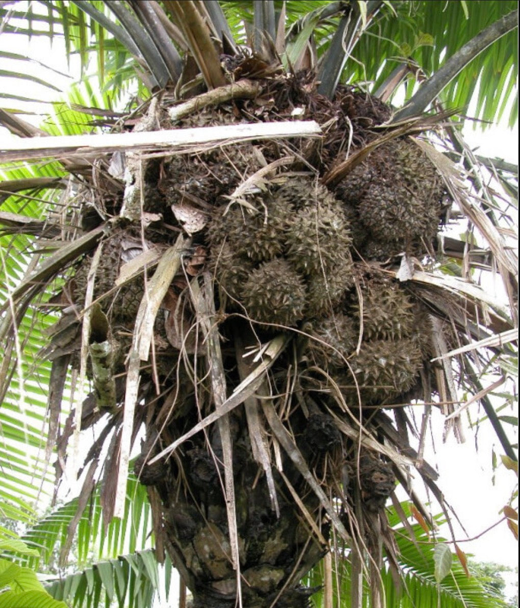 Tagua Pyramid Necklace