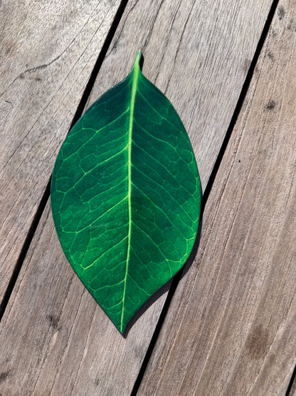 Green leaf coaster, hand painted coaster, home decor, table decor Montreal 