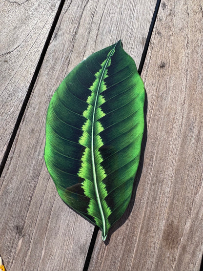 Green leaf coaster, hand painted coaster, home decor, table decor Montreal 